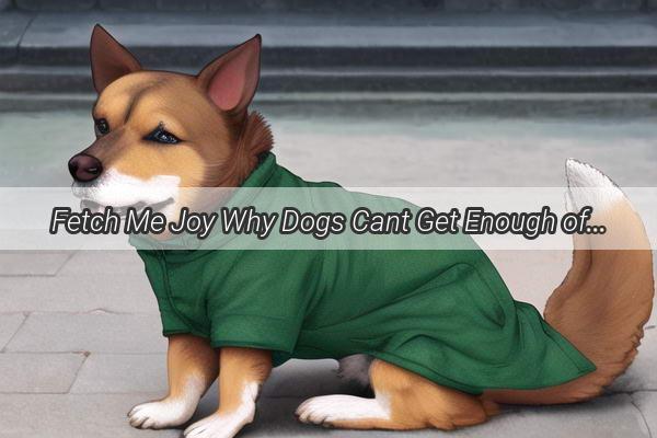 Fetch Me Joy Why Dogs Cant Get Enough of Their Favorite Toys